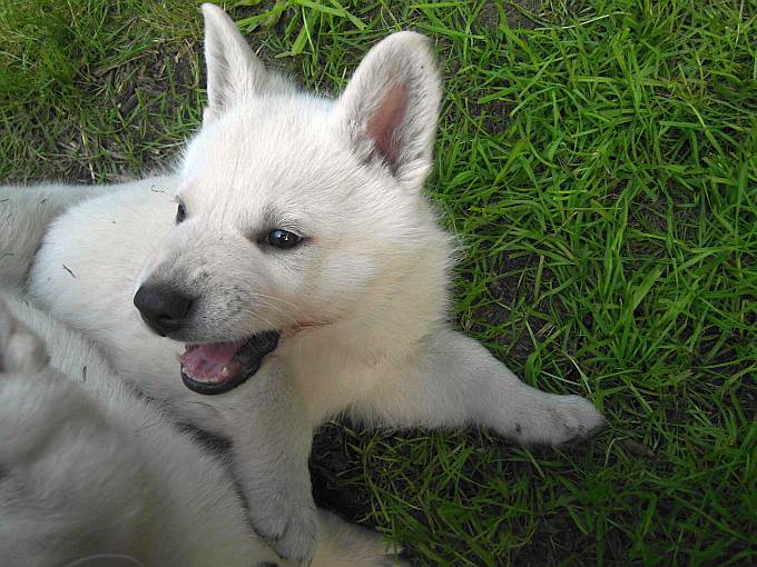 Weisser Schferhundwelpe von den Grenzgngern